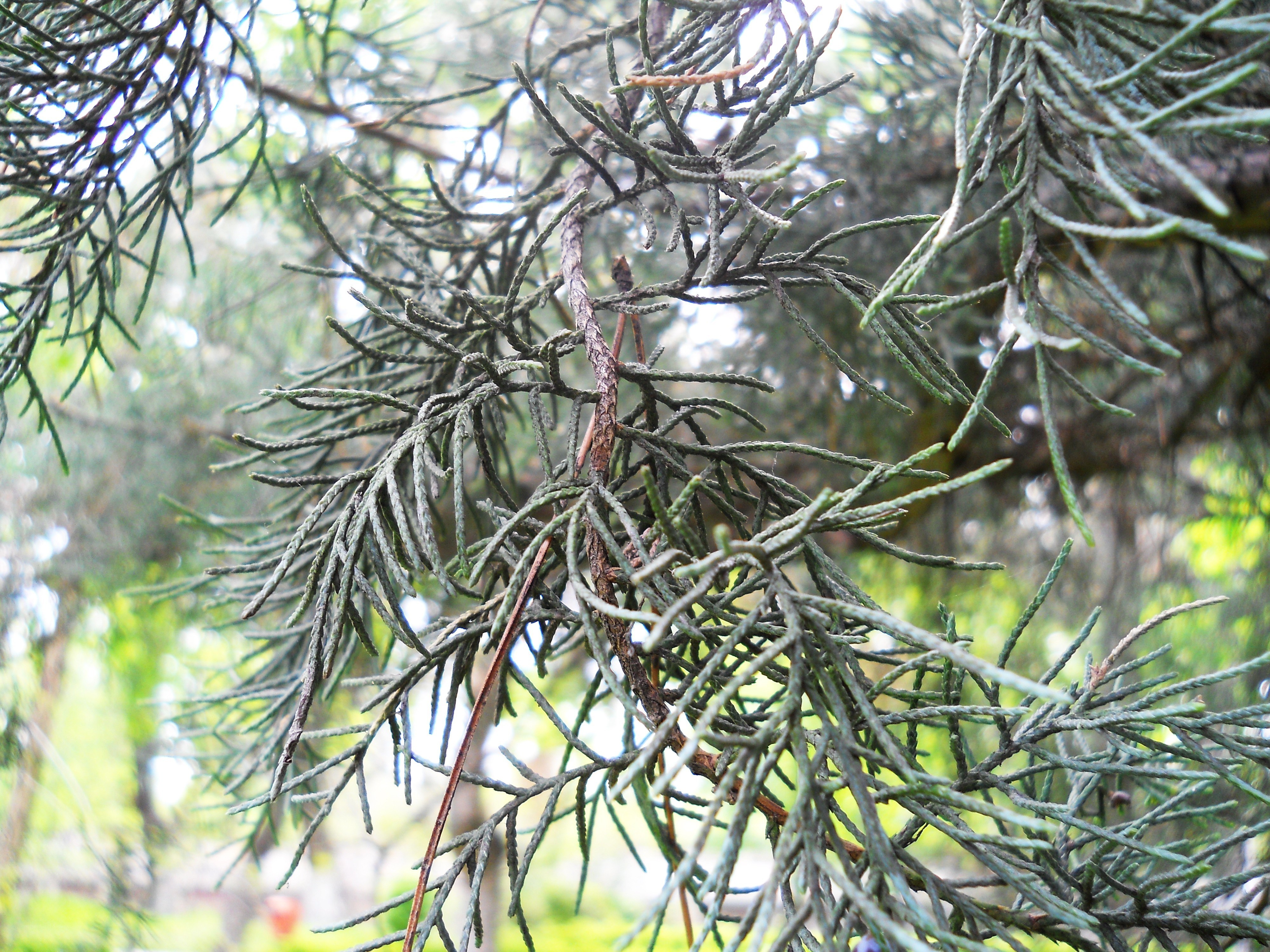Close-up of evergreen branches