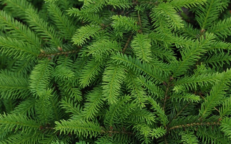 close-up of evergreen branches