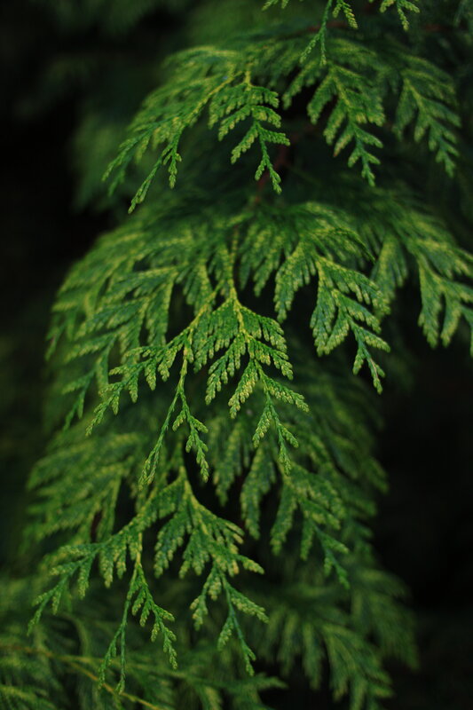 Close-up of Evergreen Branches — Green, Calm, Photograph, Needles