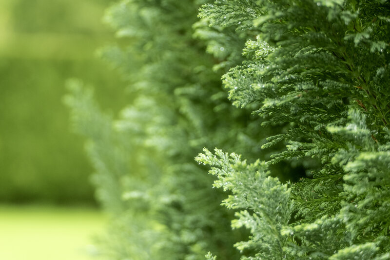 Close-up of Evergreen Branches — Green, Calm, Photograph