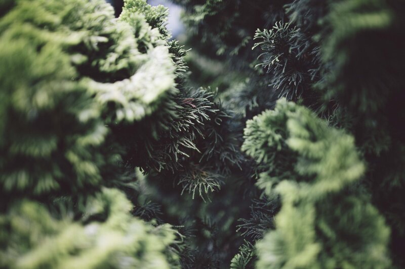 Close-up of Evergreen Branches — Green, Calm