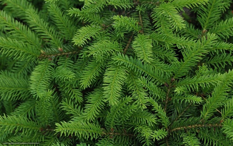 Close-up of Evergreen Branches — Green, Natural