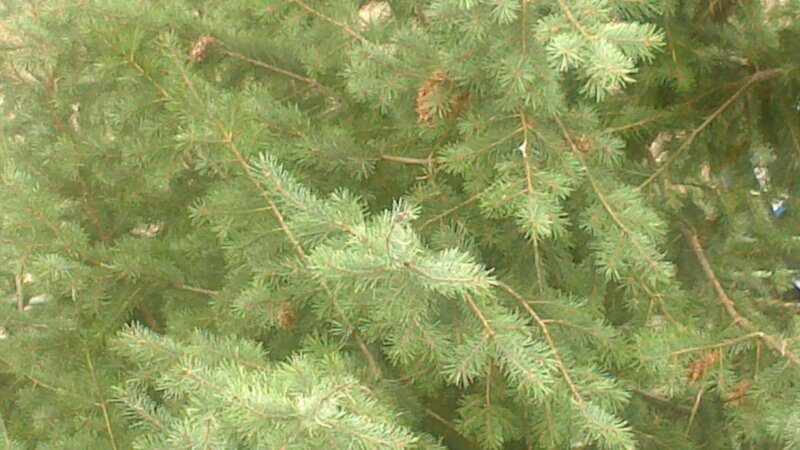 Close-up of Evergreen Branches — Green