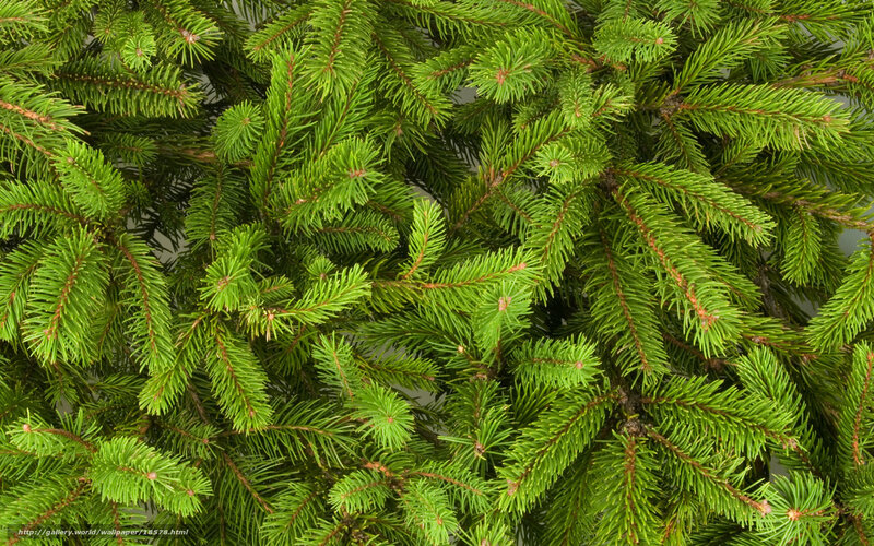 Close-up of evergreen branches