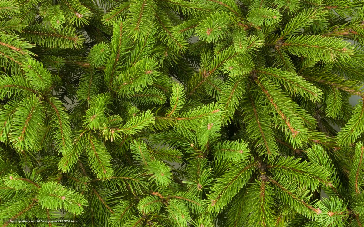 Close-up of evergreen branches