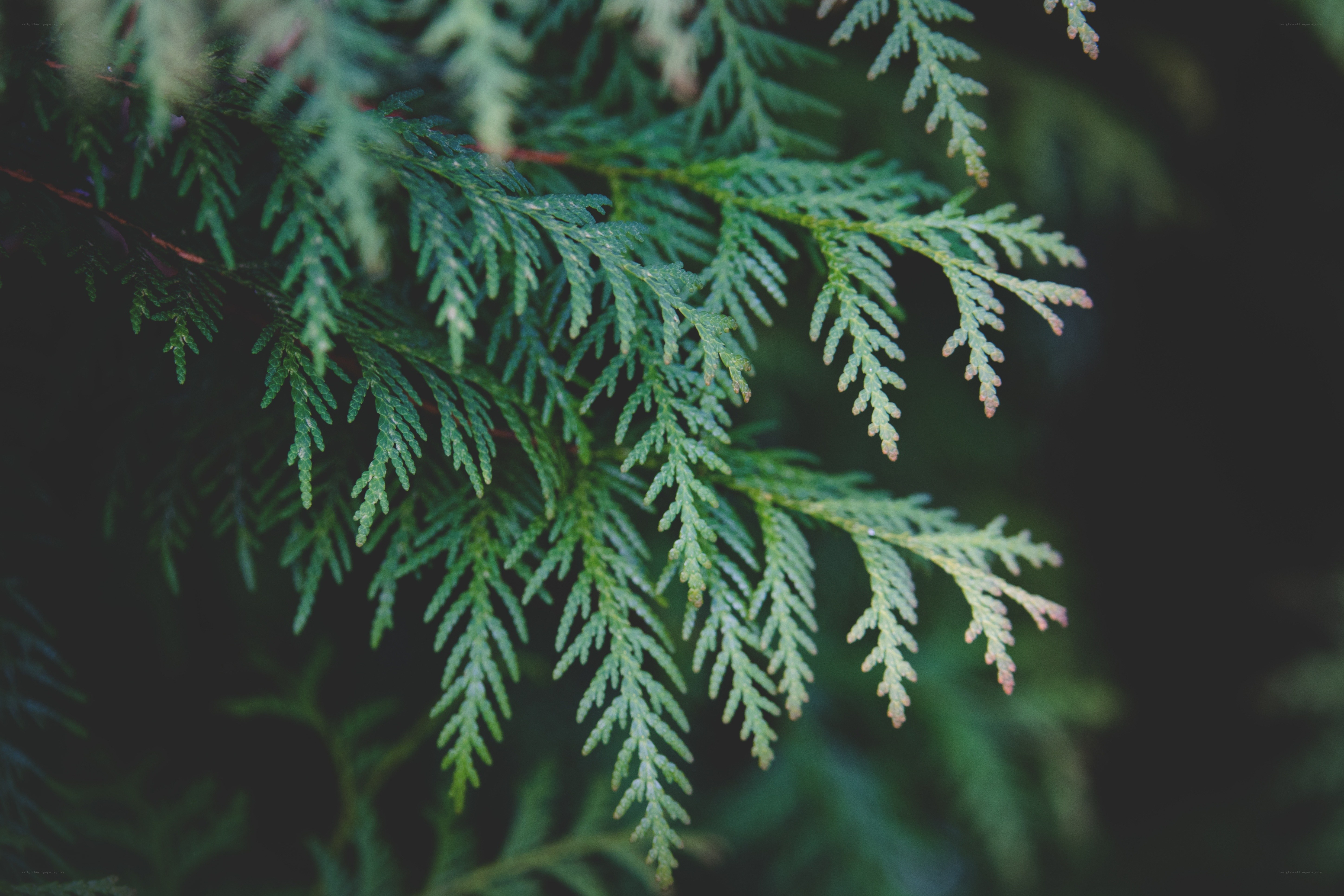 Close-up of evergreen foliage