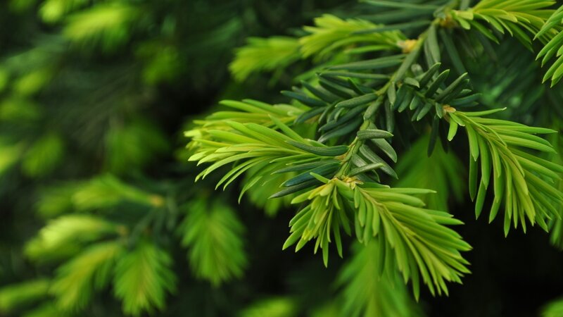 Close-up of evergreen foliage