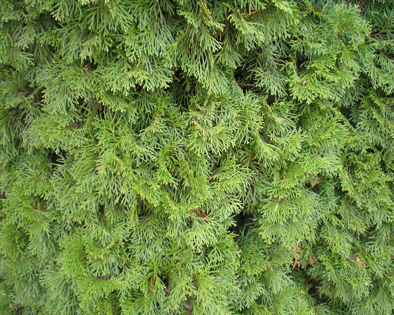 close-up of evergreen foliage