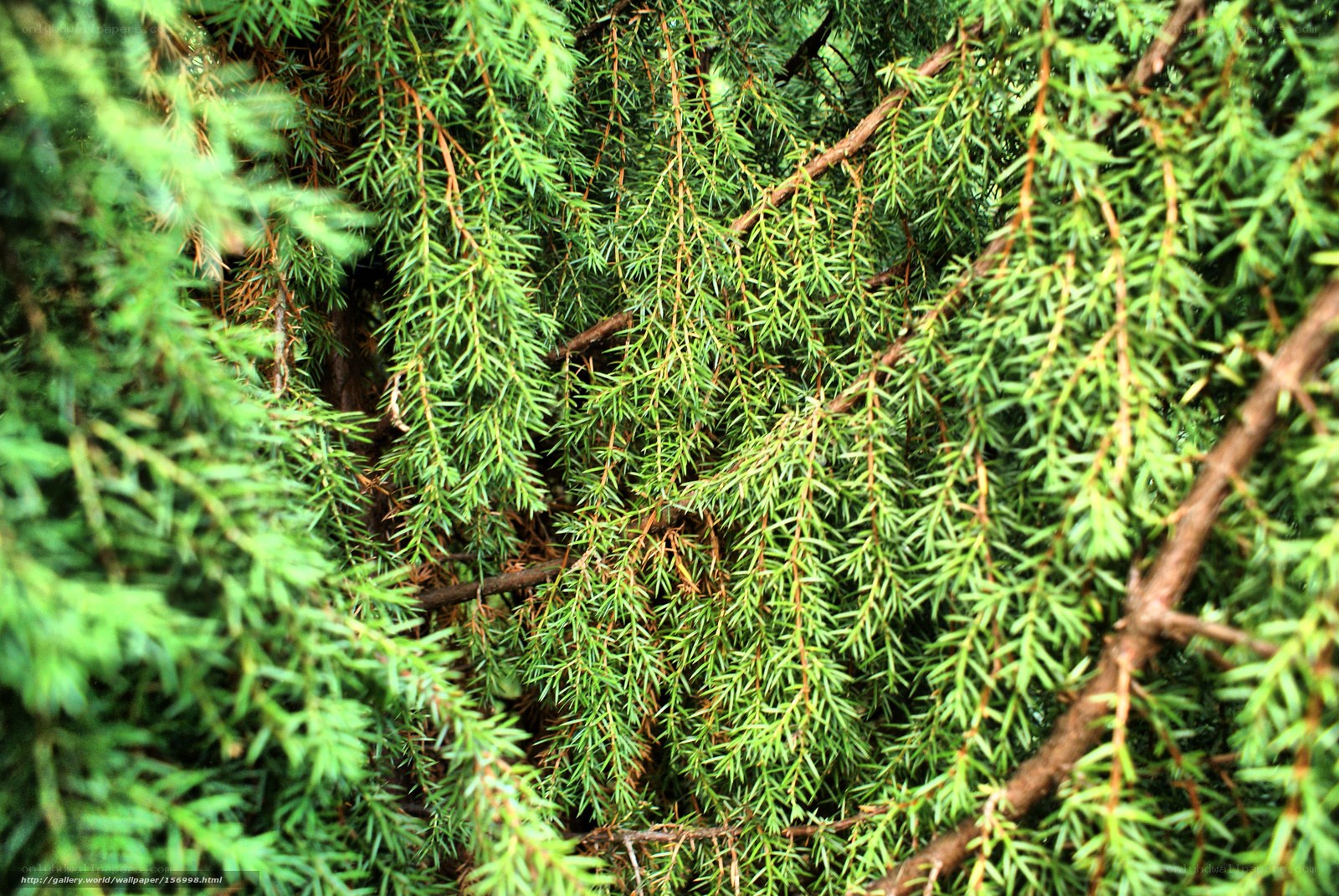 Close-up of evergreen foliage