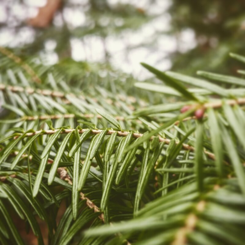 Close-up of Evergreen Needles — Green, Calm, Photograph