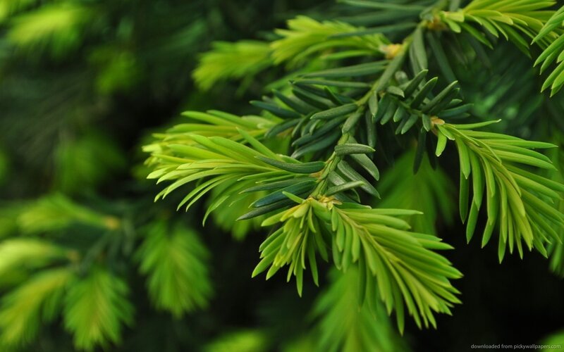 Close-up of Evergreen Needles — Green, Calm
