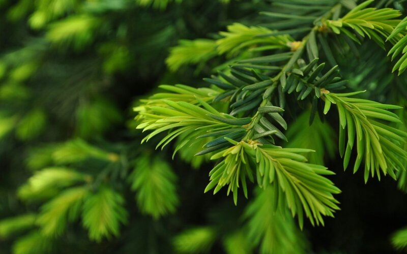 Close-up of Evergreen Needles — Green