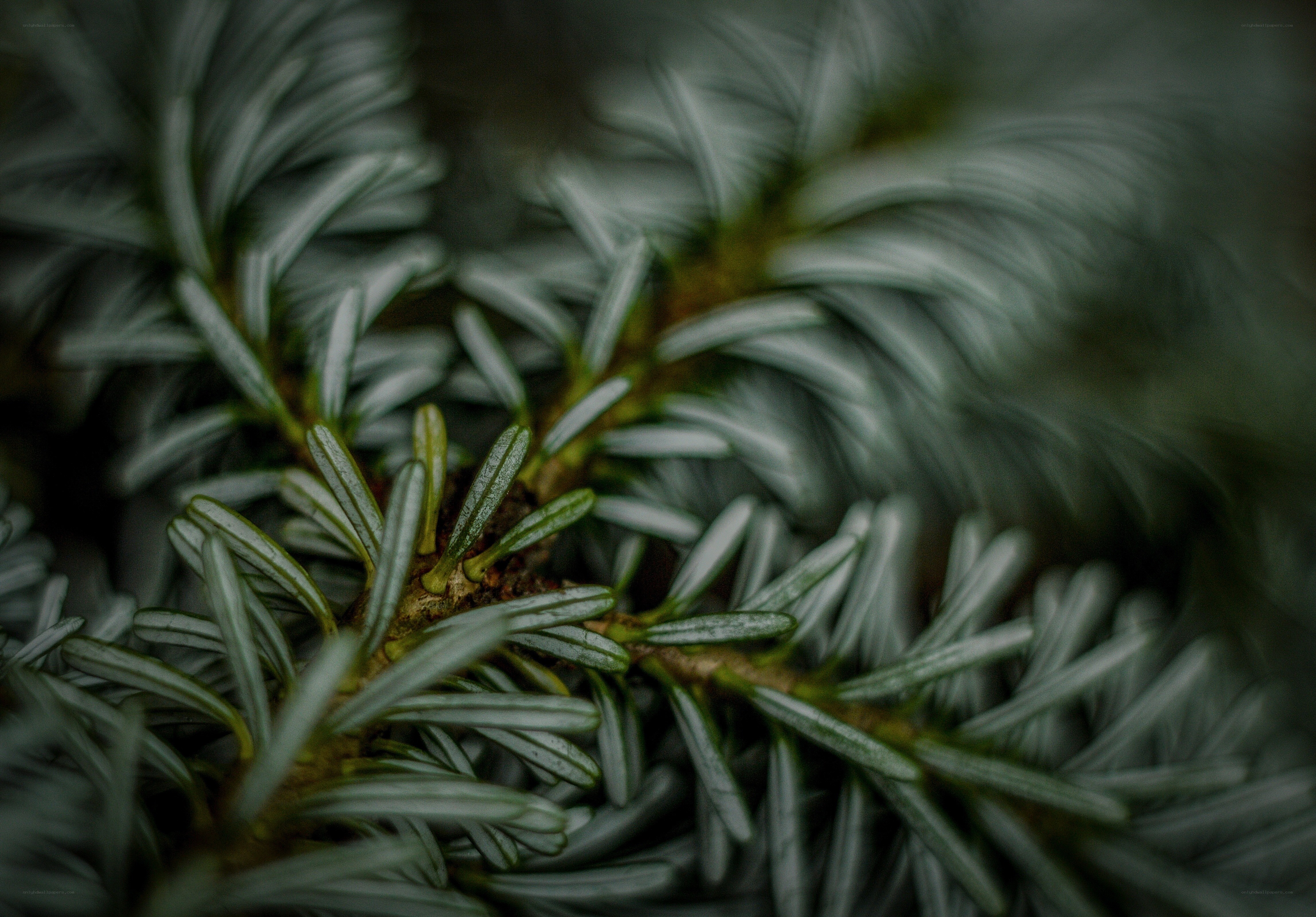 Close-up of evergreen needles