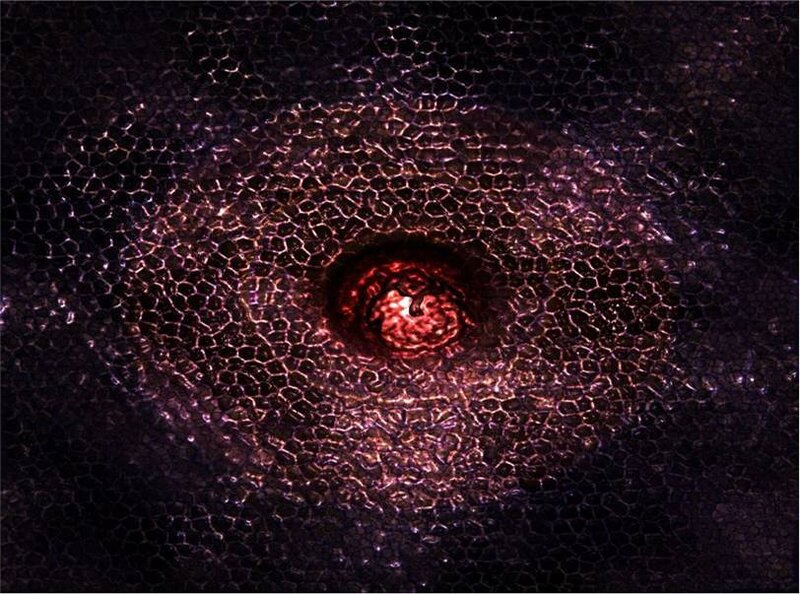 Close-up of Eye Structure
