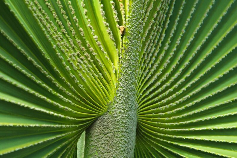 Close-up of Fan Palm Leaves