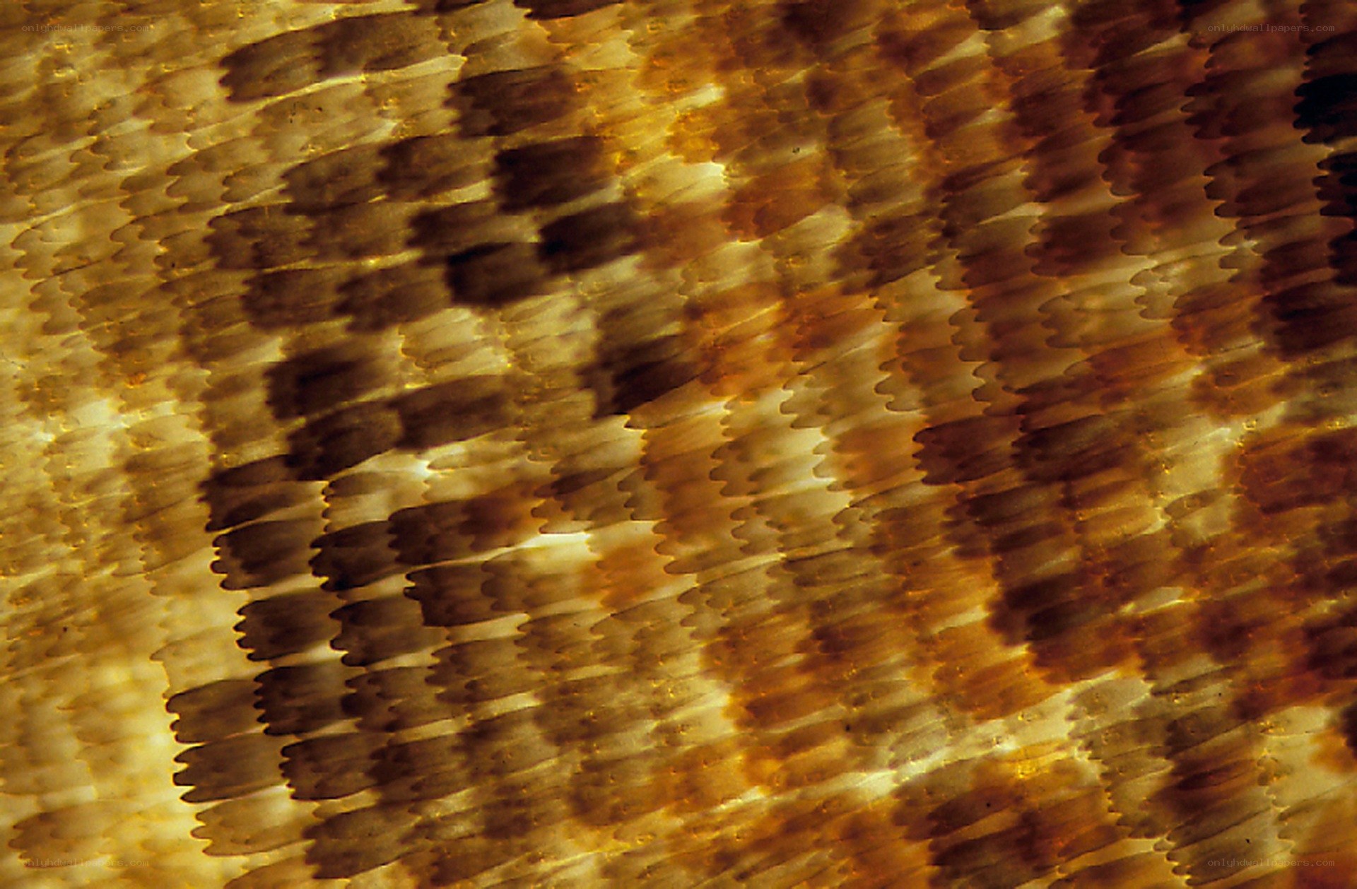 Close-up of feather texture