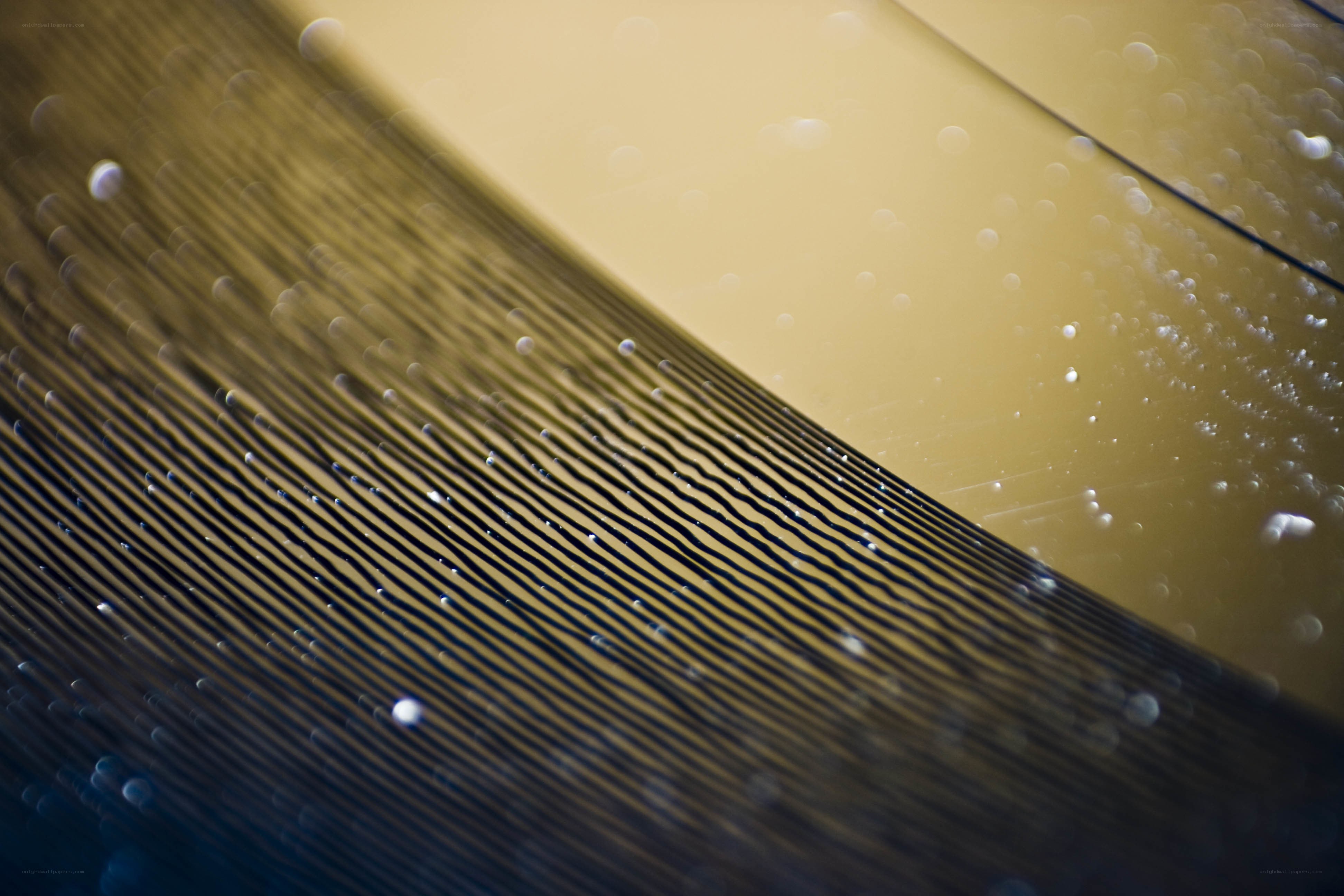 Close-up of feather texture