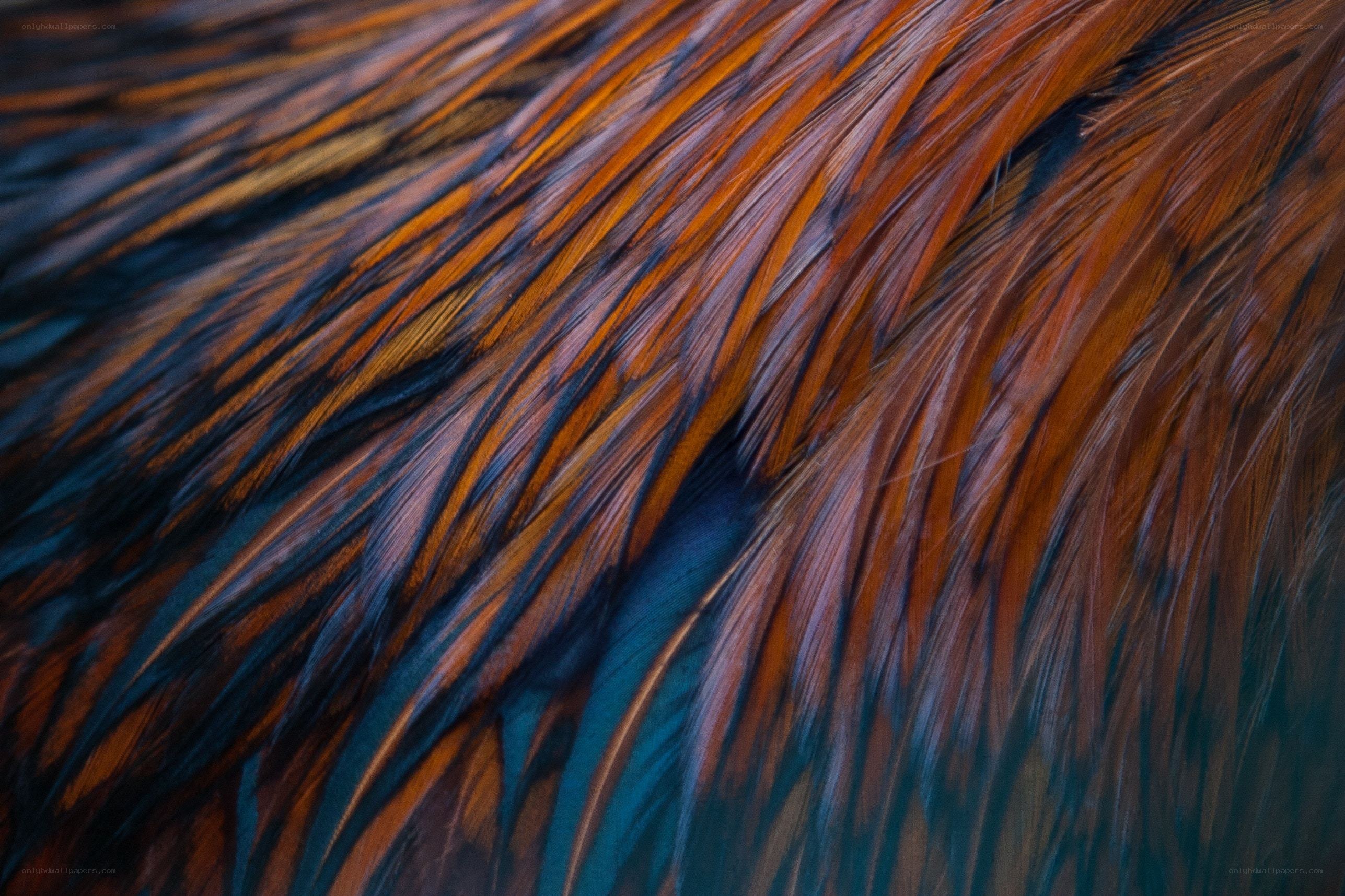 Close-up of feather texture