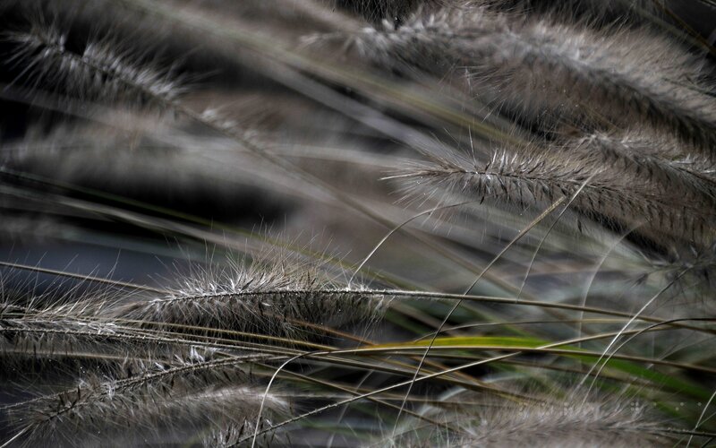 Close-up of feathery grass