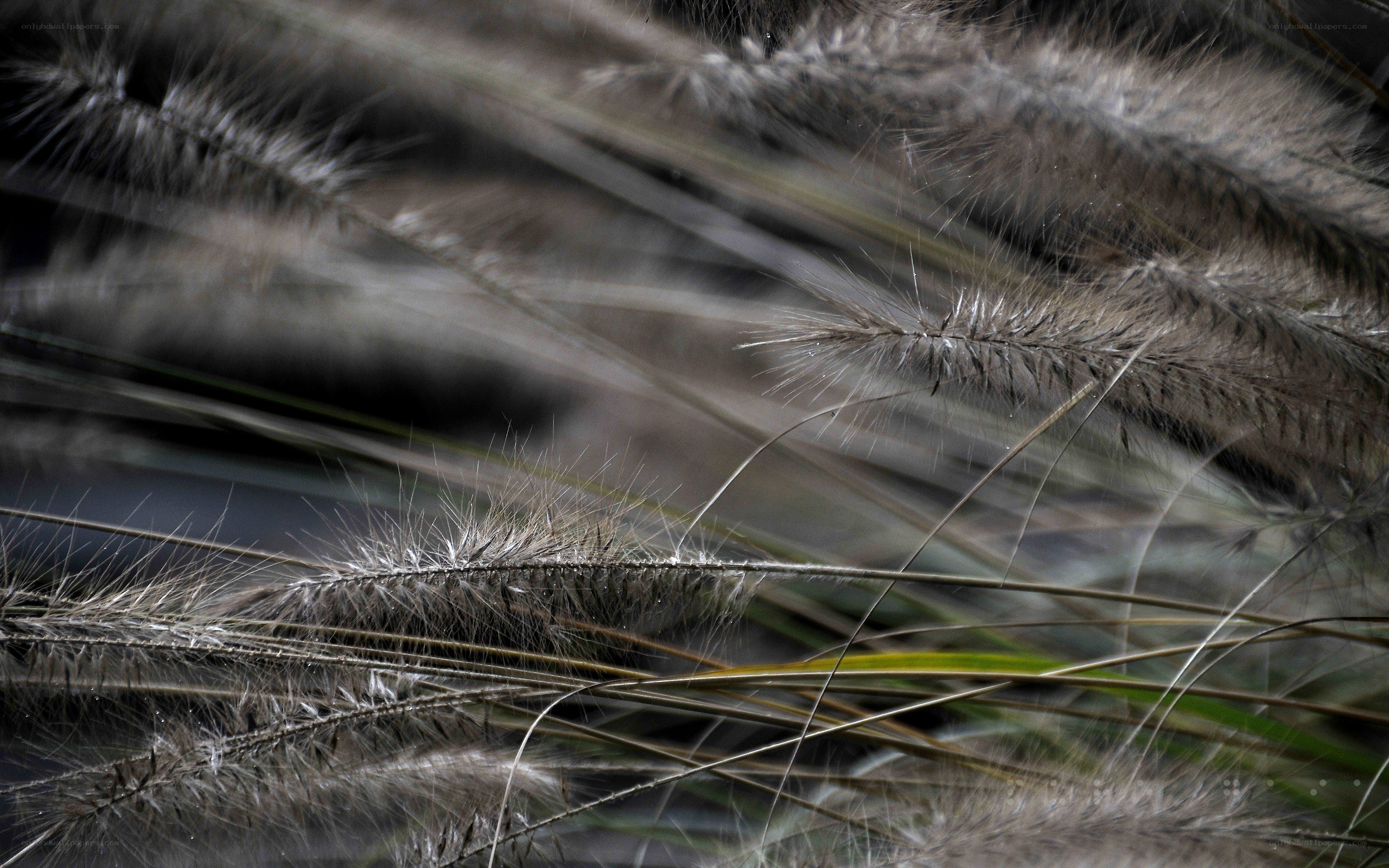 Close-up of feathery grass