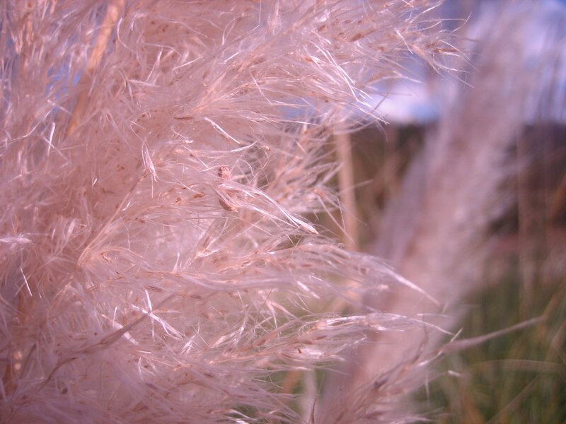 Close-up of feathery grass