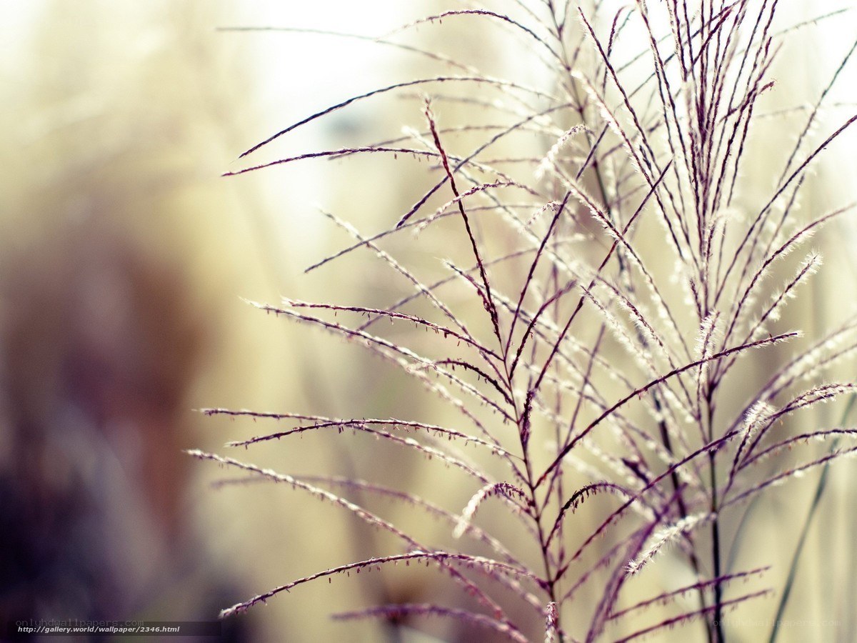Close-up of feathery grass