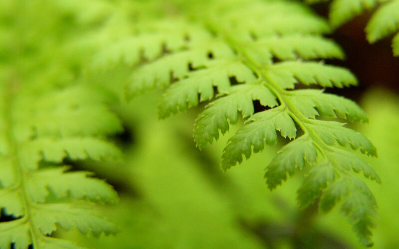 Close-up of Fern Frond — Green, Calm