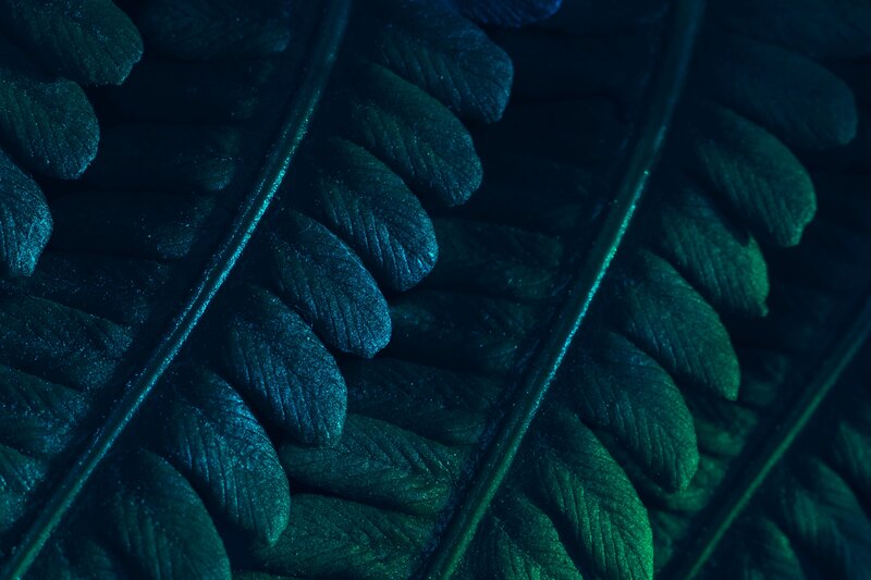 Close-up of Fern Frond — Green, Dark