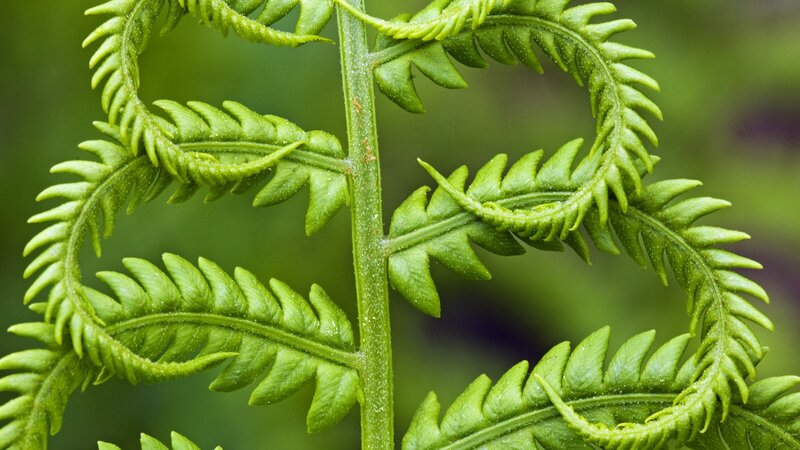 Close-up of Fern Frond — Green, Natural