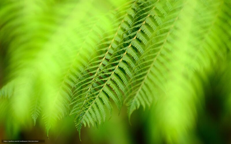 Close-up of Fern Frond — Green, Serene