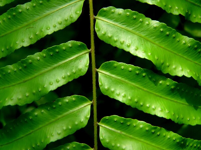 Close-up of fern fronds