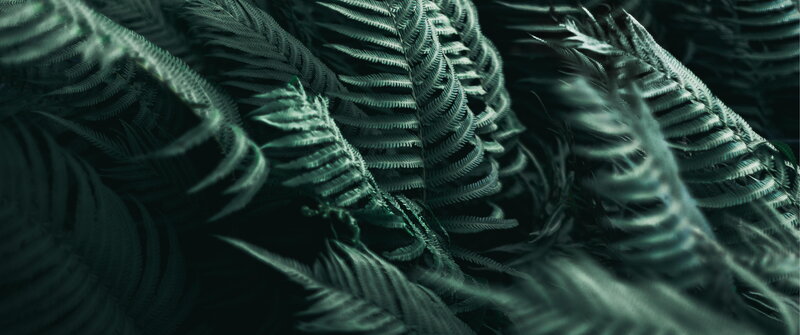 Close-up of Fern Fronds — Green, Dark