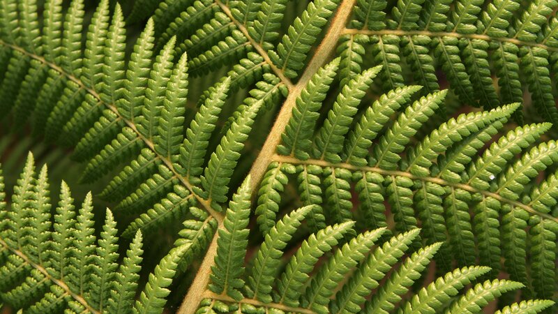 Close-up of Fern Fronds — Green, Natural, Photograph, Frond