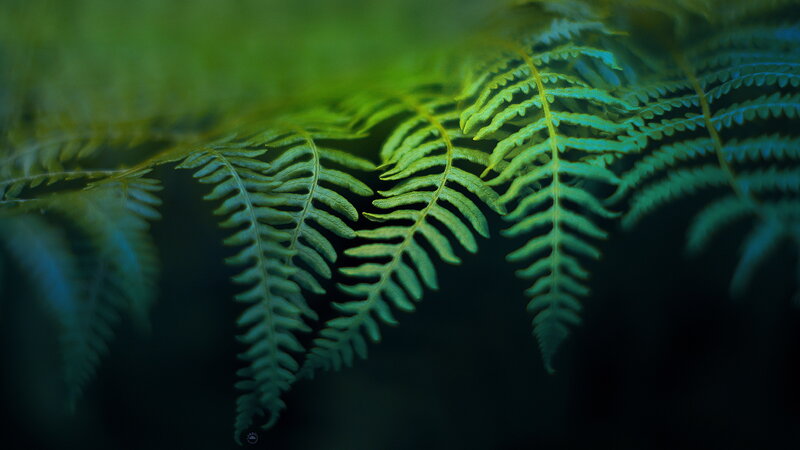 Close-up of Fern Fronds — Green, Serene, Photograph, Leaves