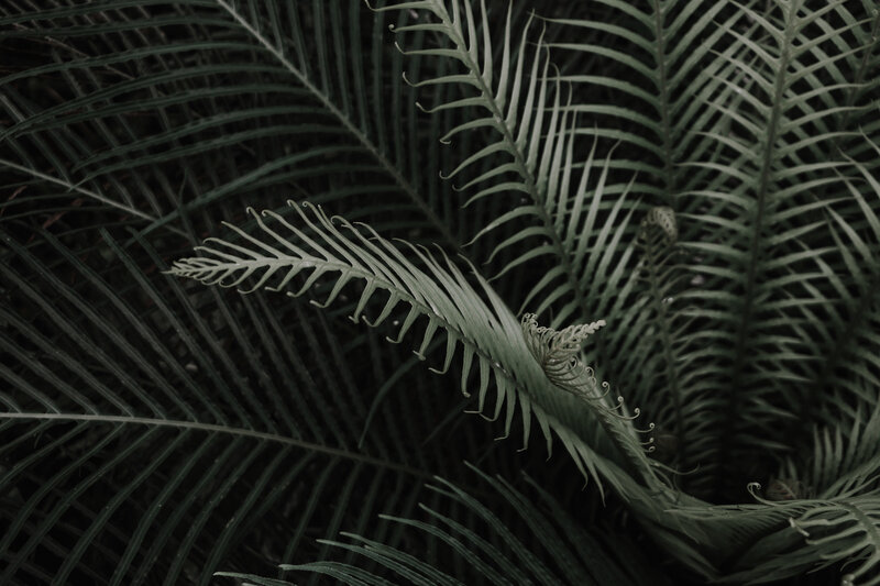 Close-up of fern fronds