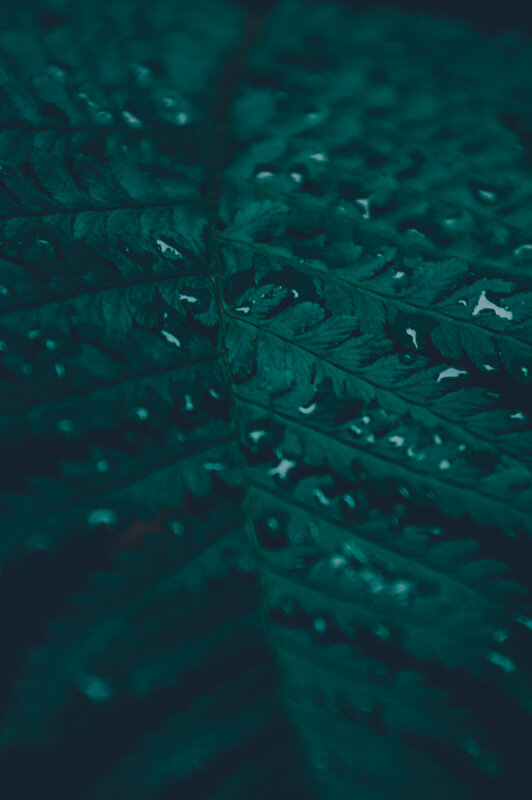 Close-up of Fern Leaf