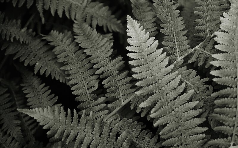 Close-up of fern leaves