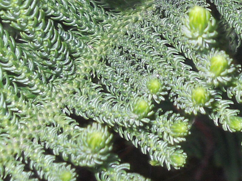 Close-up of Fir Branches
