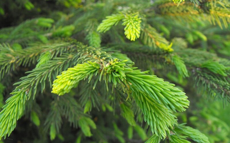 Close-up of fir tree branches