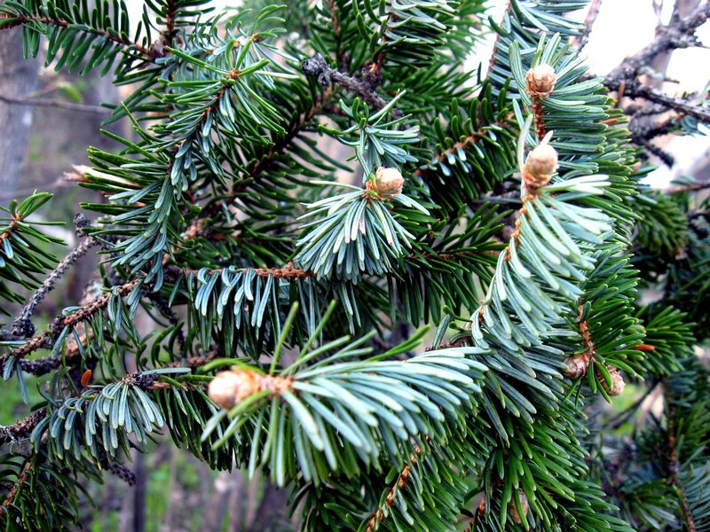Close-up of fir tree branches