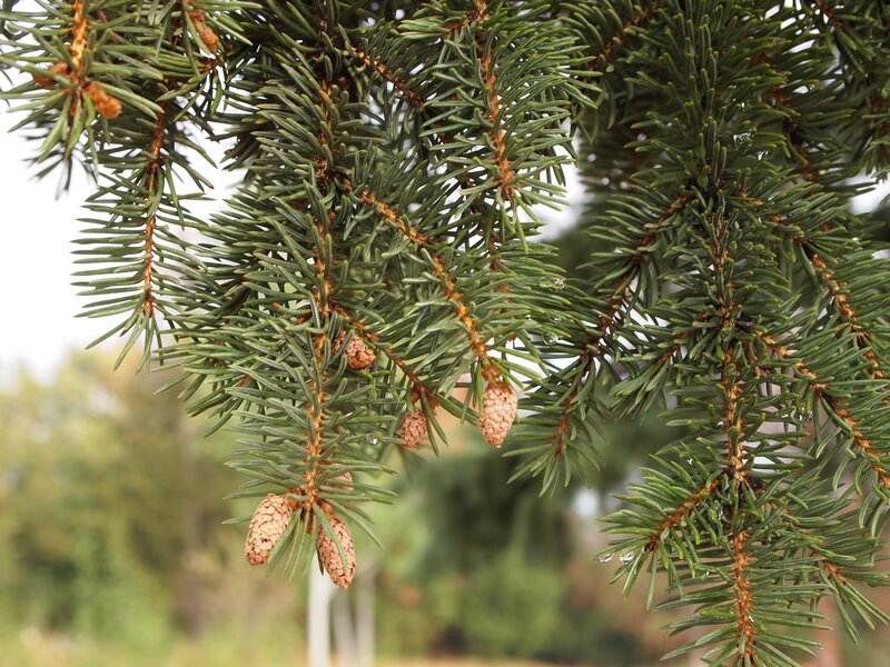 Close-up of fir tree branches