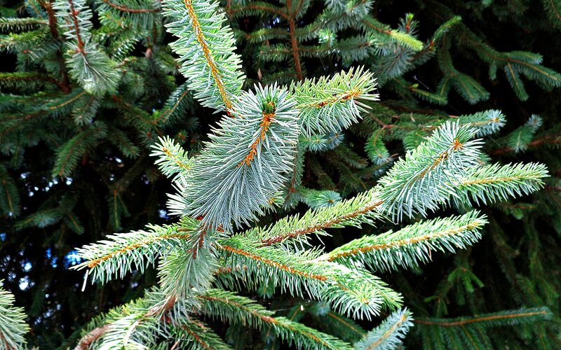 Close-up of fir tree branches