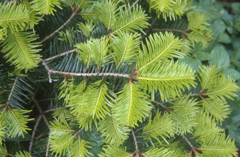 Close-up of Fir Tree Branches — Green
