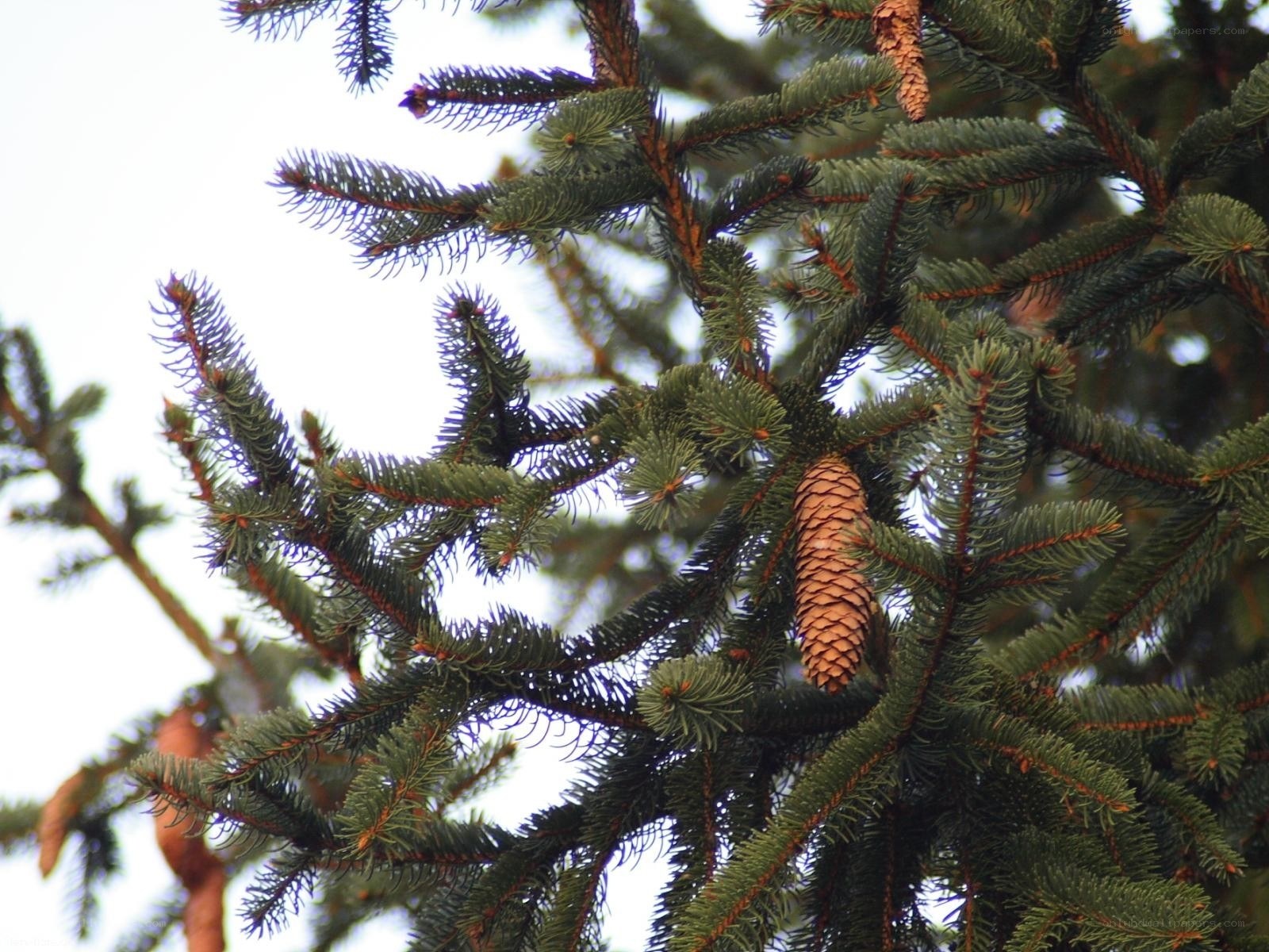 Close-up of fir tree branches