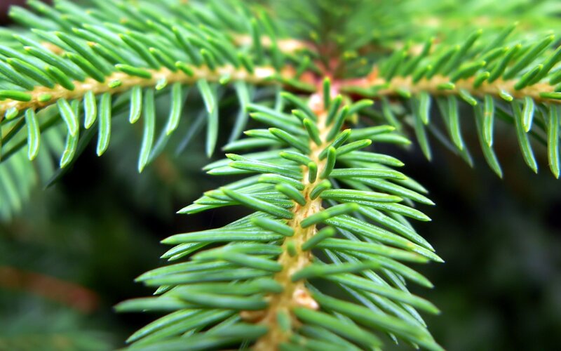 Close-up of fir tree needles
