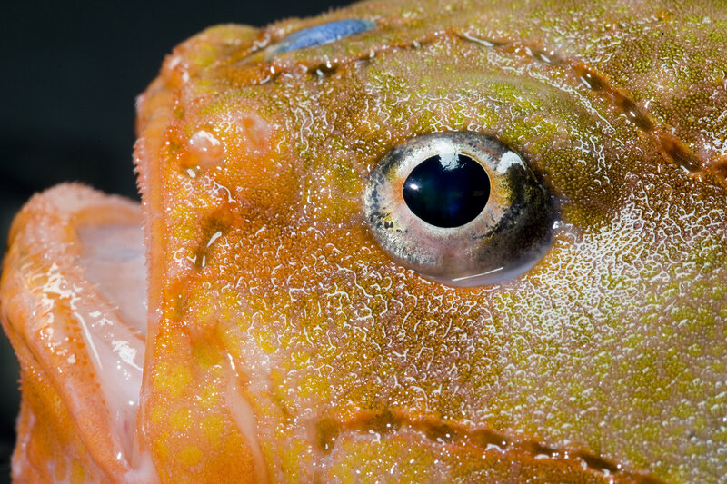 close-up of fish eye