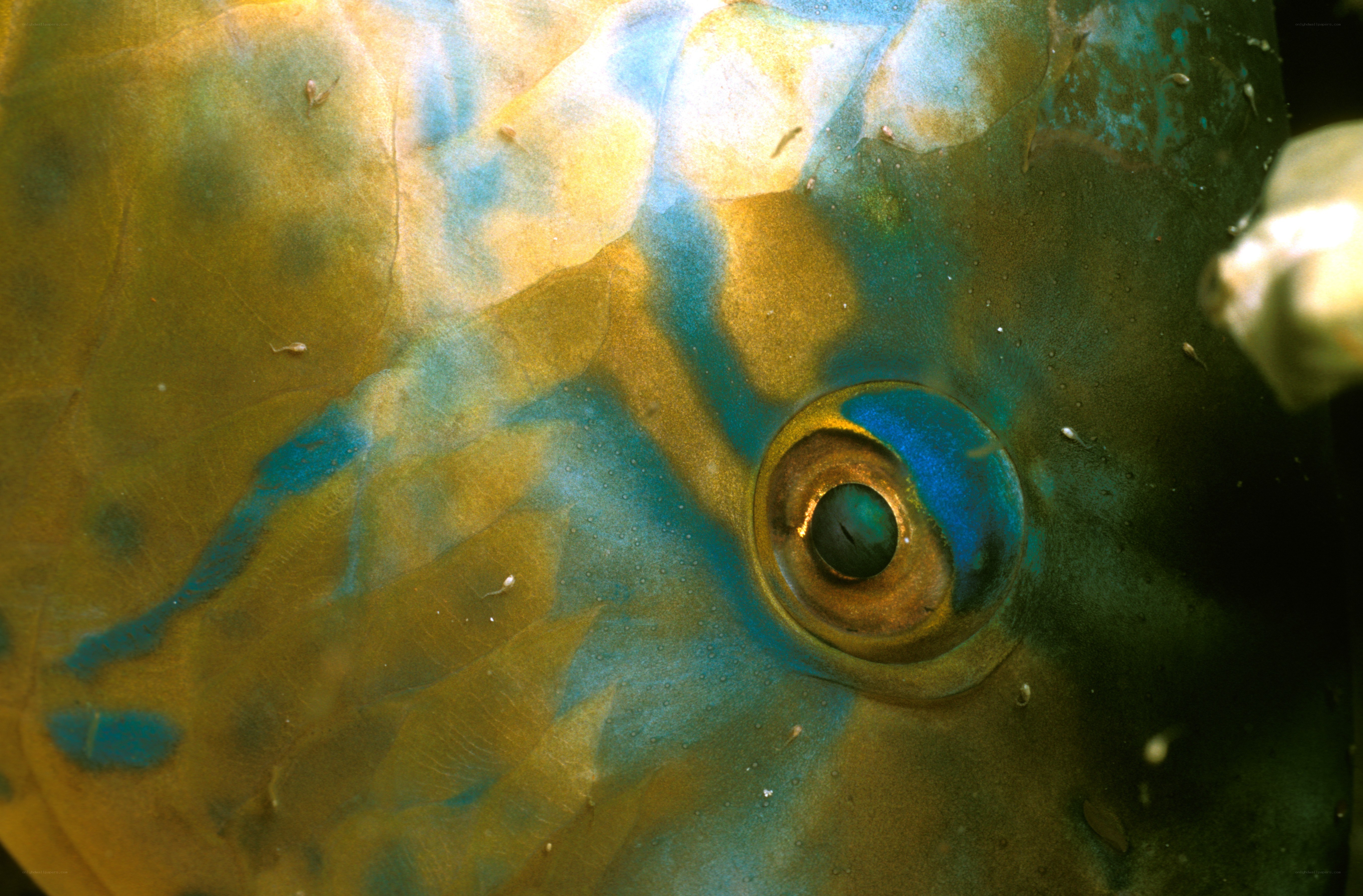 close-up of fish eye