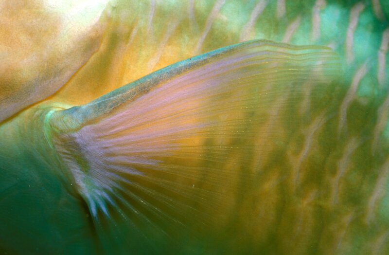 Close-up of fish fin