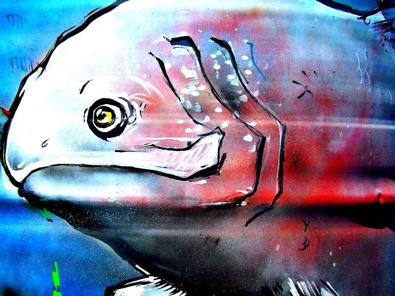 Close-up of Fish Head — Blue