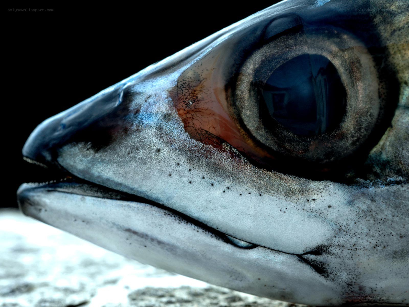 close-up of fish head